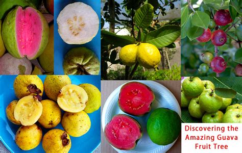 Dreaming of Guava: The Fruit Enthusiasts' Ultimate Temptation