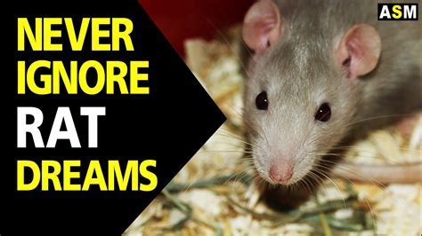 Dreaming of Rats: Exploring the Significance of Rodent Dreams