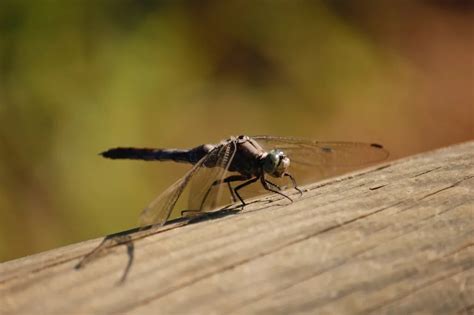 Dreaming of a black dragonfly: What does it signify?