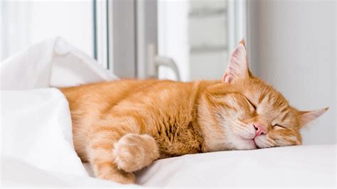 Dreams About Expectant Felines: Significance and Interpretation