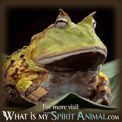 Dreams Featuring Amphibians: Symbolic Meanings and Analyses