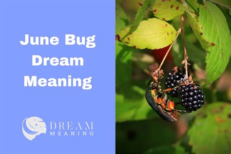 Dreams Involving Bugs: Symbolism and Meanings