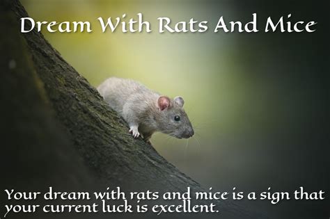 Dreams about Rats and Mice: What do they symbolize?