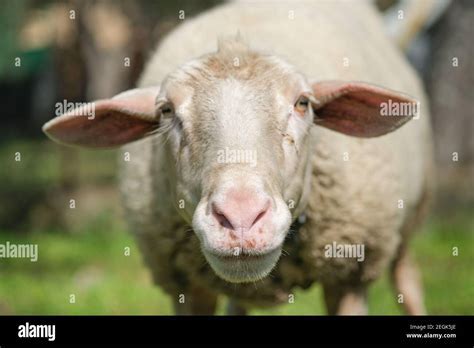 Dreams featuring the pursuit of ovine creatures: A deep dive into their meaning and importance