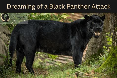 Dreams of Being Chased by a Black Panther: Psychological Interpretation