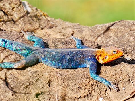 Dreams of Being Chased by a Monitor Lizard: Decoding the Symbolic Significance