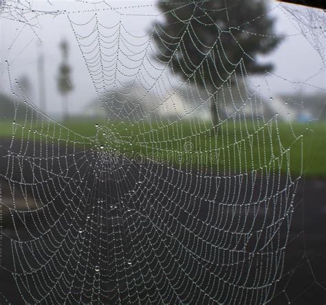 Dreams of Cobwebs: An Intriguing Phenomenon