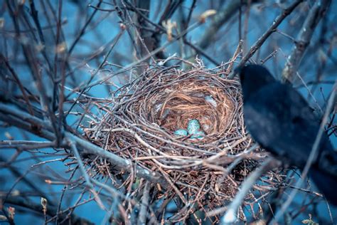 Dreams of Crow Laying Eggs: What Do They Symbolize?