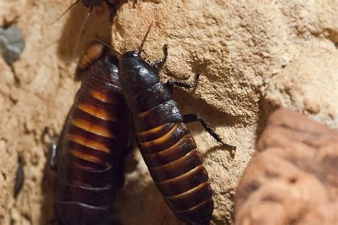 Dreams of Crushing a Cockroach: The Symbolic Triumph over Challenges