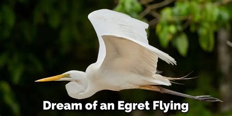 Dreams of Egrets: Deciphering their Presence in Your Dreams