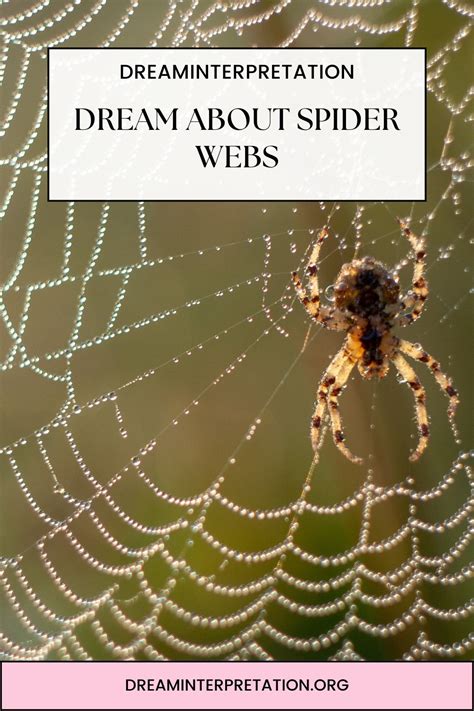 Dreams of Enmeshed with Spider Webs: Interpretation and Symbolism