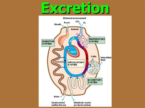 Dreams of Excreting in Unconventional Environments