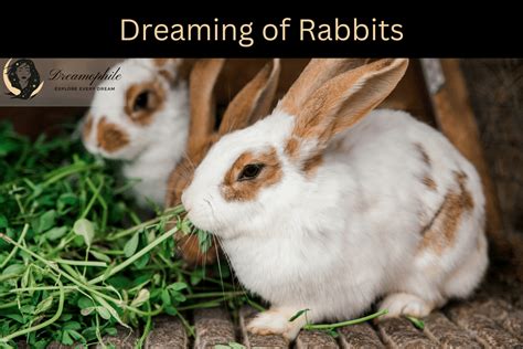 Dreams of Infant Bunnies: Unveiling the Subconscious Messages