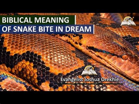 Dreams of Serpent Nipping Young Offspring: What Do They Signify?