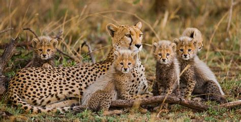 Dreams of Swift Cats in the African Grasslands: An Exhilarating Exploration