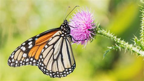 Dreams of Tiny Ebony Insects: What Do They Symbolize?