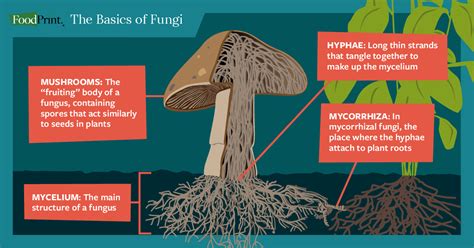 Dreams of Transformation: The Impact of Fungi on the Human Anatomy