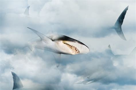 Dreams of a Shark: A Symbol of Power and Domination