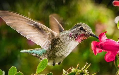 Dreams that Take Flight: Exploring the Symbolism of the Azure Hummingbird