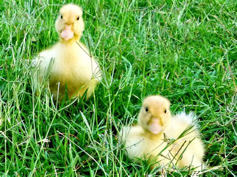 Duckling Care: Essential Tips for Raising Baby Ducks