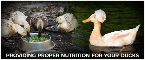 Ducks and Wildlife: Understanding the Significance of Providing Nourishment to Waterfowl