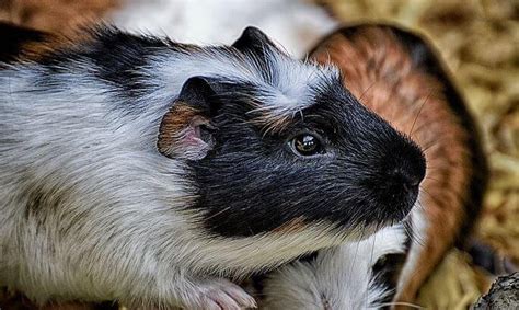 Dying Guinea Pig Dreams: A Symbol of Transformation