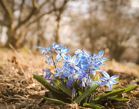 Early Background of Eliin Flowers