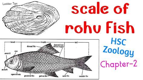 Early Life and Background Details of Rohu Ro