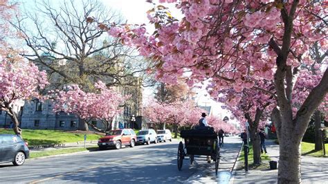 Early Life and Background of Victoria Blossom