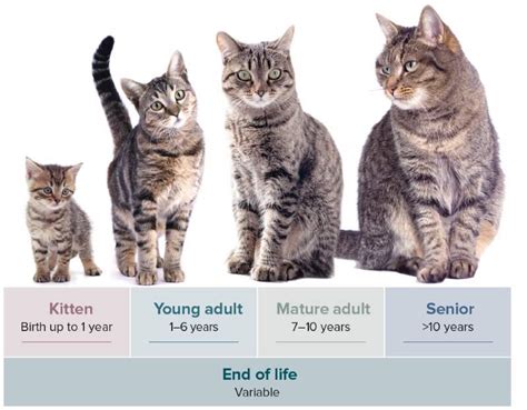 Early Life and Background of Young Feline