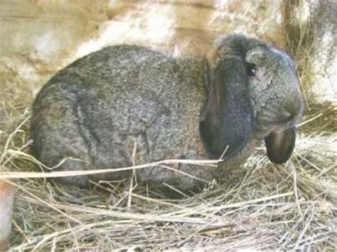 Early Life and Childhood Journey of Wee Bunny