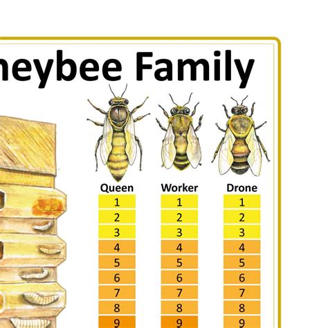 Early Life and Family Background of Alla Bee