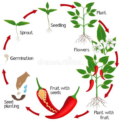 Early Life of Cayenne Hot