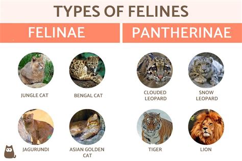 Early Years and Childhood of Neilla Feline