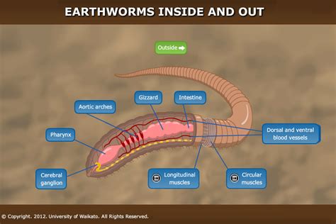 Earthworms as Messengers of Life's Simple Joys