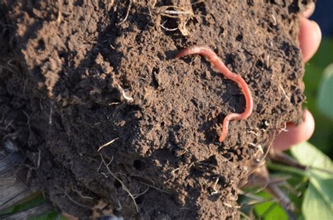 Earthworms as an Indicator of Prosperity