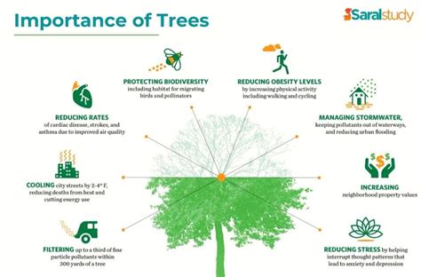 Eco-Benefits: Understanding the Environmental Contributions of Evergreen Trees