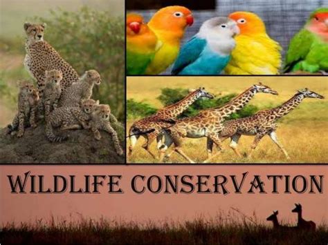 Educational Entertainment: The Benefits of Learning from Wildlife in the Comfort of Your Own Space