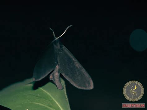 Effective Approaches for Decoding Insect-inspired Nighttime Visions