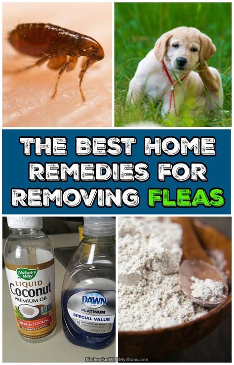 Effective Home Remedies for Controlling Dog Lice