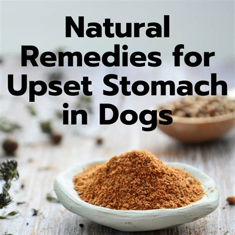 Effective Home Remedies to Alleviate Your Canine's Digestive Distress