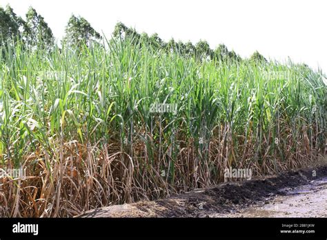 Effective Methods for Establishing Sugar Cane Plantation