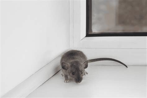 Effective Methods to Overcome Nightmares of Rodent Infestations