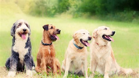 Effective Strategies for Managing a Household with Multiple Canine Companions