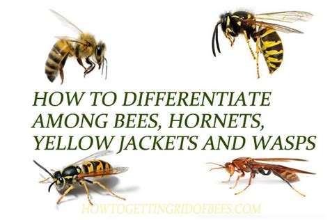 Effective Strategies for Overcoming Fear of Yellow Jackets and Hornets