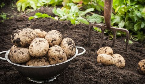 Effective Ways to Maintain Moisture and Supply Nutrients for Potato Crop