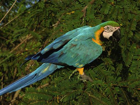 Efforts to Safeguard the Vibrantly Colored Macaw Species