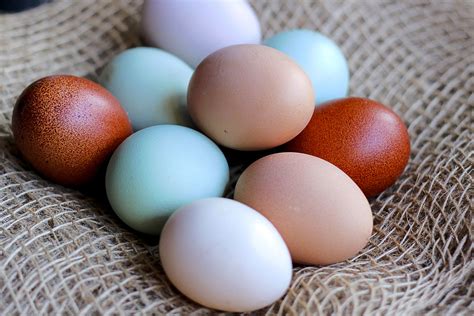 Egg superstitions and beliefs associated with the presence of multiple yolks