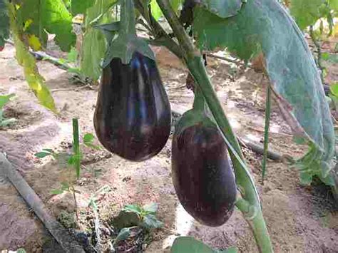 Eggplant: Exploring the Significance and Symbolism