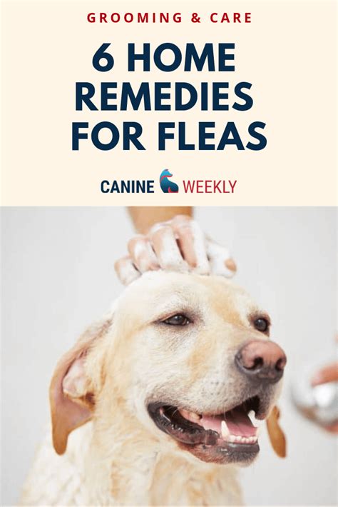 Eliminating Fleas from Your Puppy's Sleep Time